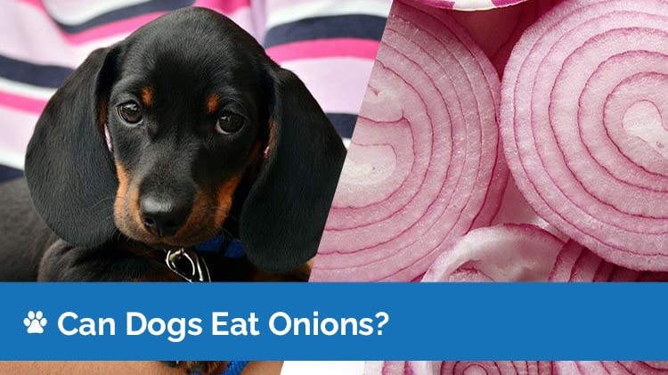 can dogs eat onions2