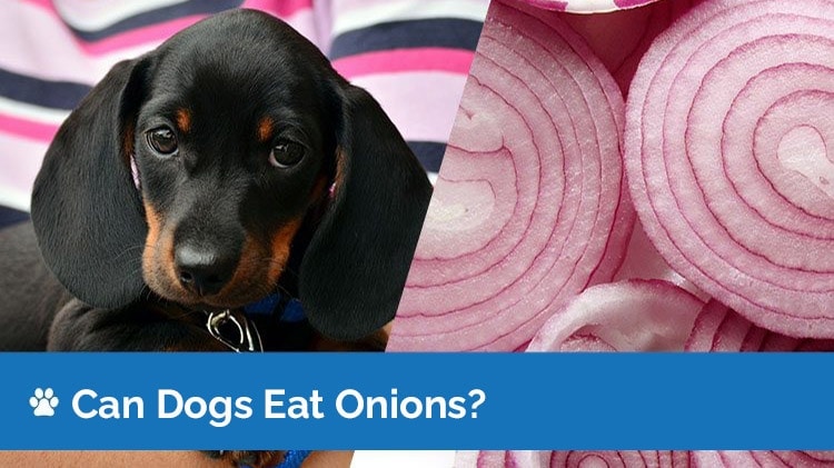 what will happen if my dog eats onions