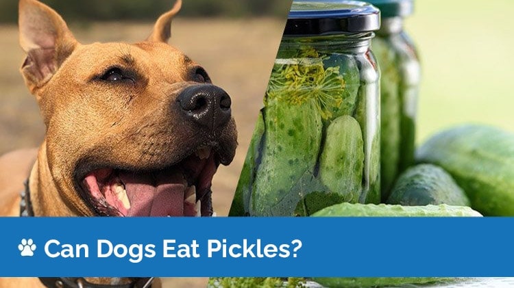 can dogs eat pickles