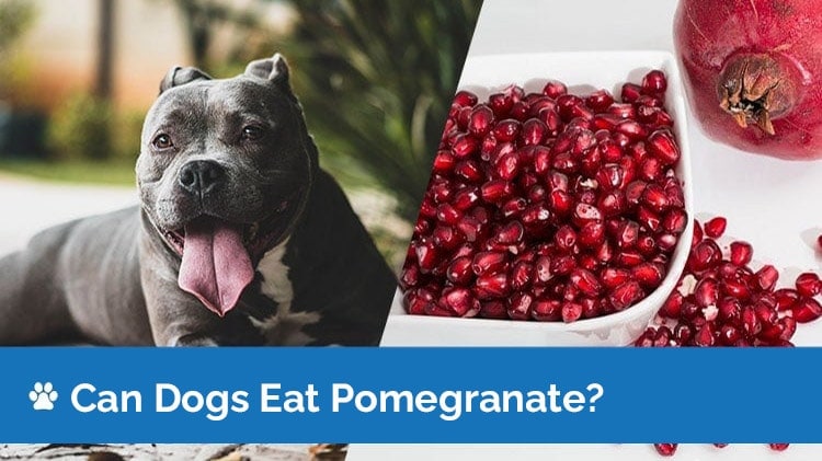 can dogs eat pomegranate