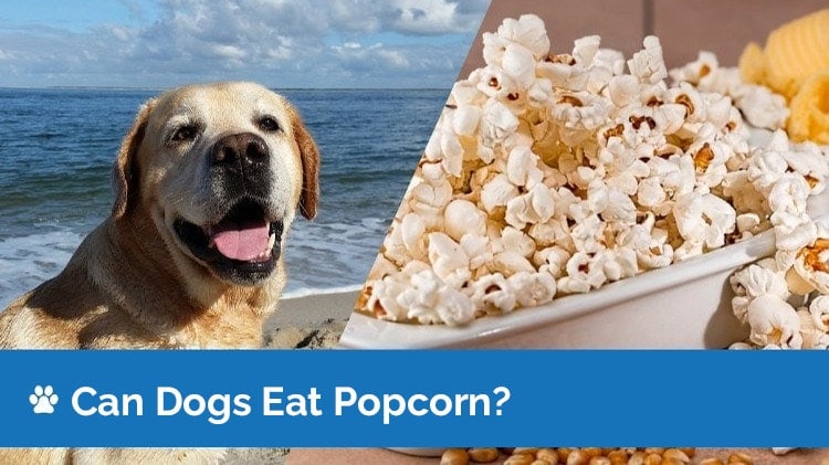can dogs eat popcorn