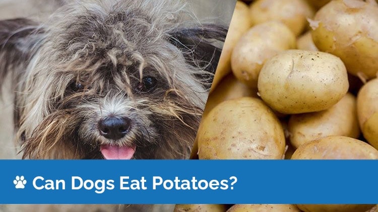 are all potatoes good for dogs