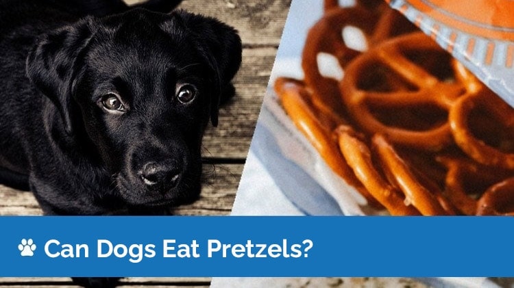 can dogs eat pretzels