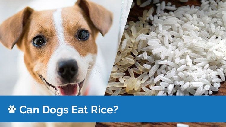 should dogs eat rice