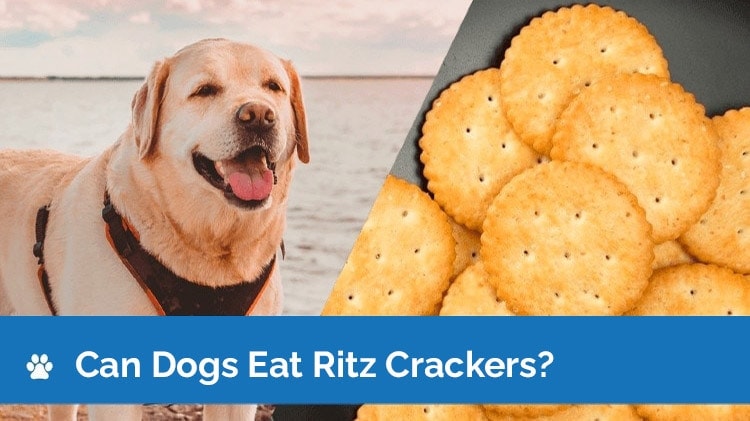 are ritz crackers ok for dogs