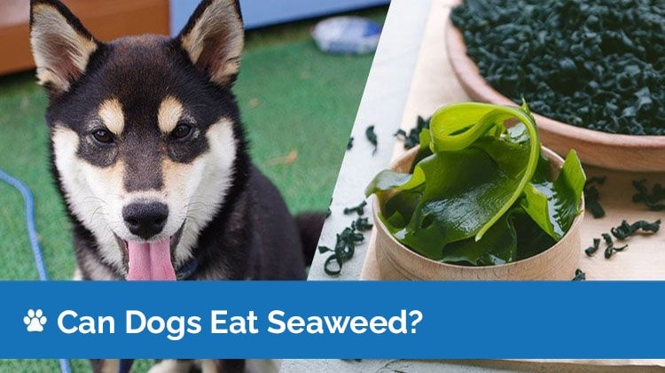 is dried seaweed good for dogs