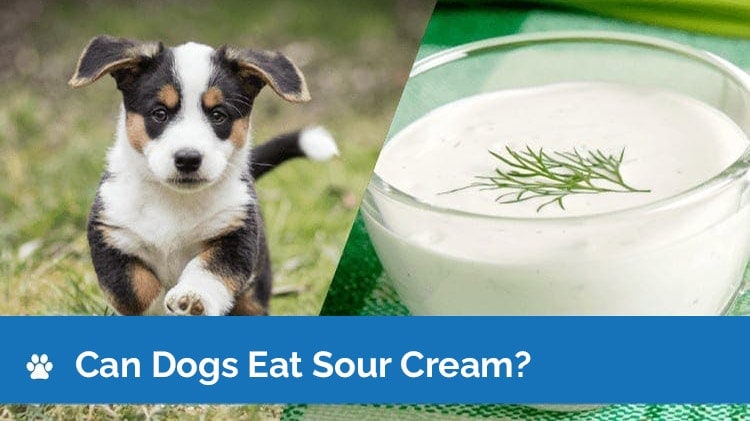 Can Dogs Eat Sour Cream? What You Need to Know! | Hepper