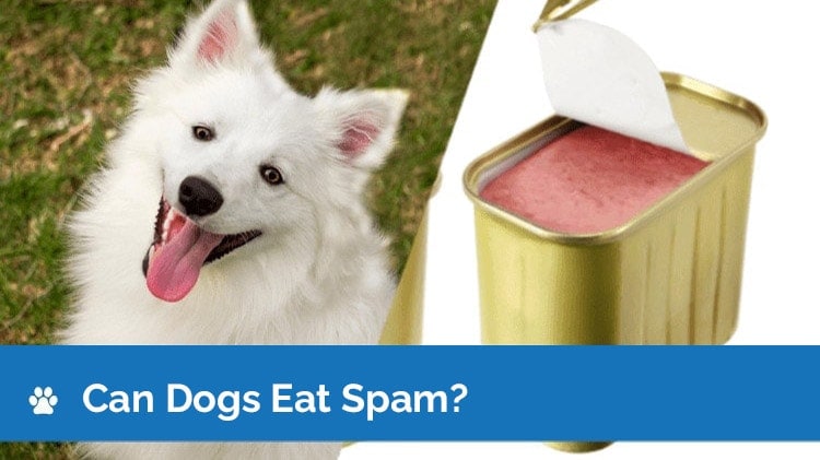 can dogs eat spam