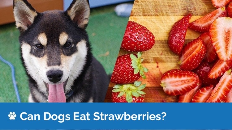 can dogs eat strawberries