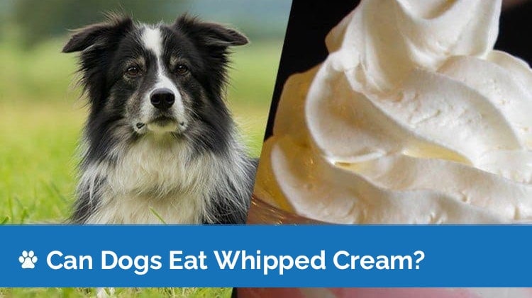 can dogs eat whipped cream