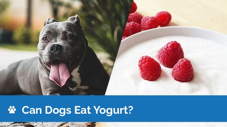 can dogs eat yogurt