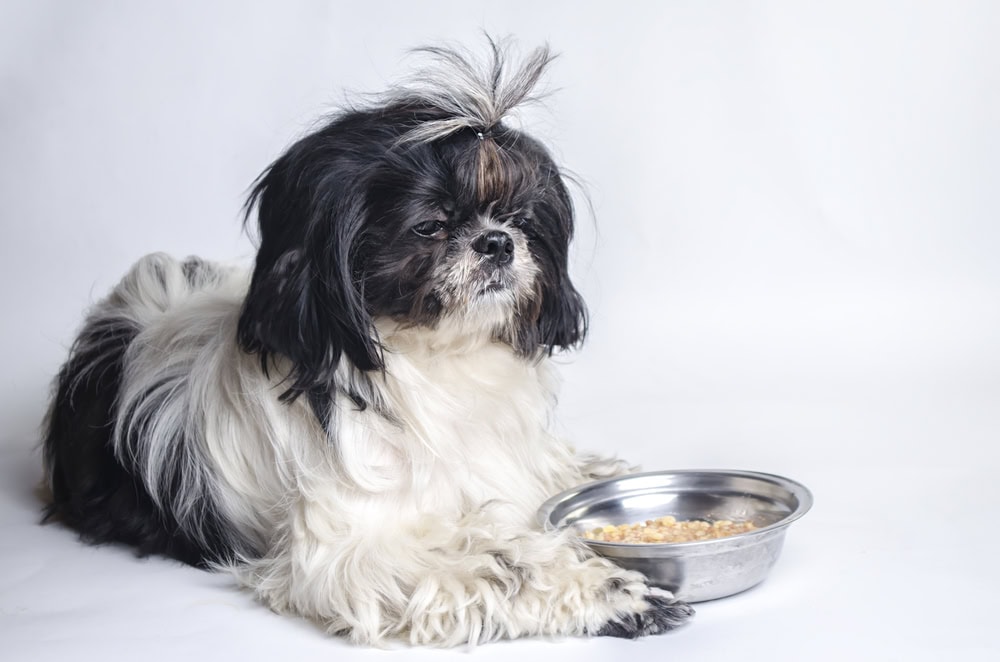 dog breed shih tzu