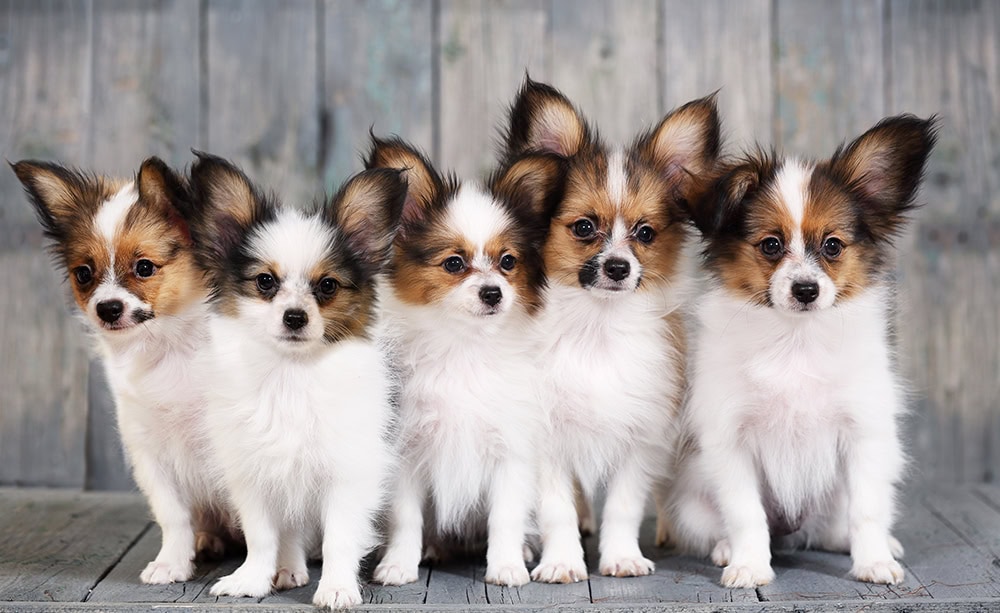 five papillon puppies