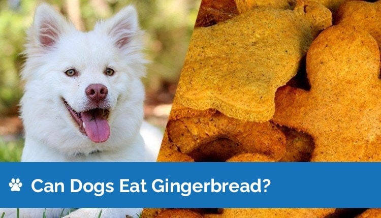 can dogs eat gigerbread 2