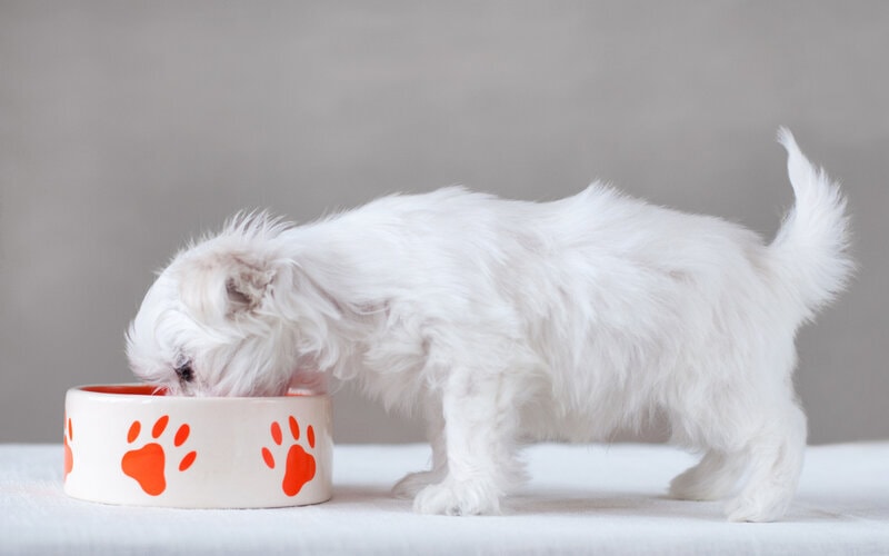 maltese puppy eating from a bowl