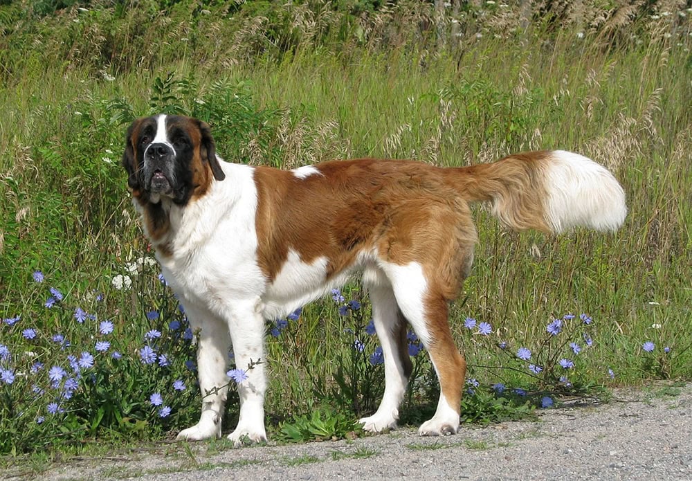 saint bernard dog outdoor