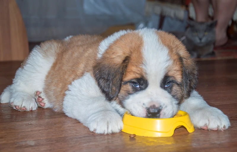 saint bernard puppy eating dog food from yellow bowl