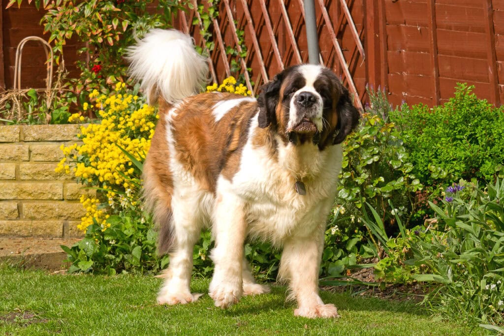 senior saint bernard