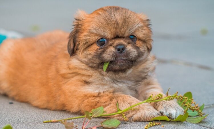 teacup pekingese dog on the ground