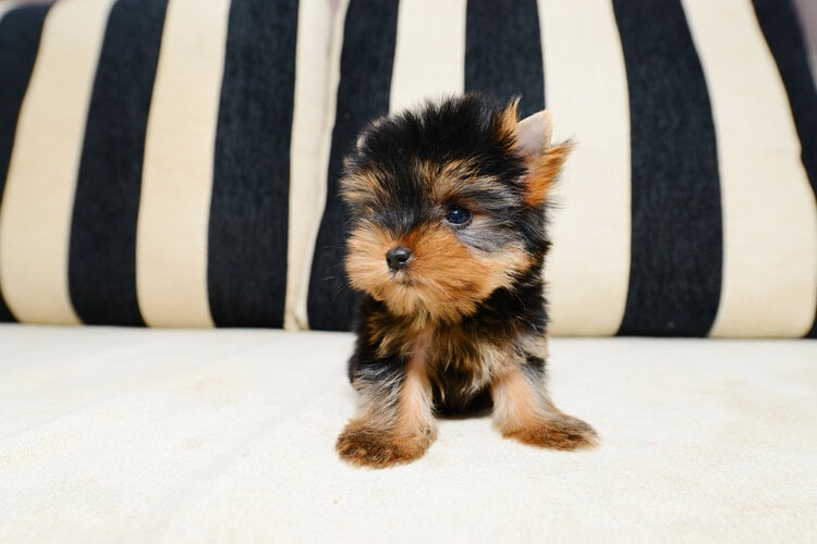Are Teacup Puppies Hypoallergenic