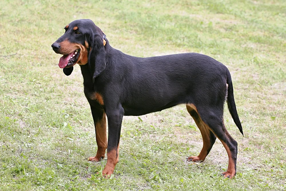 Typical Swiss Hound in the park