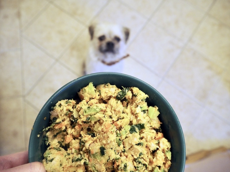 white dog patiently waiting for The Farmer's Dog chicken recipe fresh food in bowl