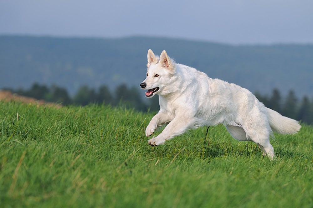 White Swiss Shepherd dog running in the mountain