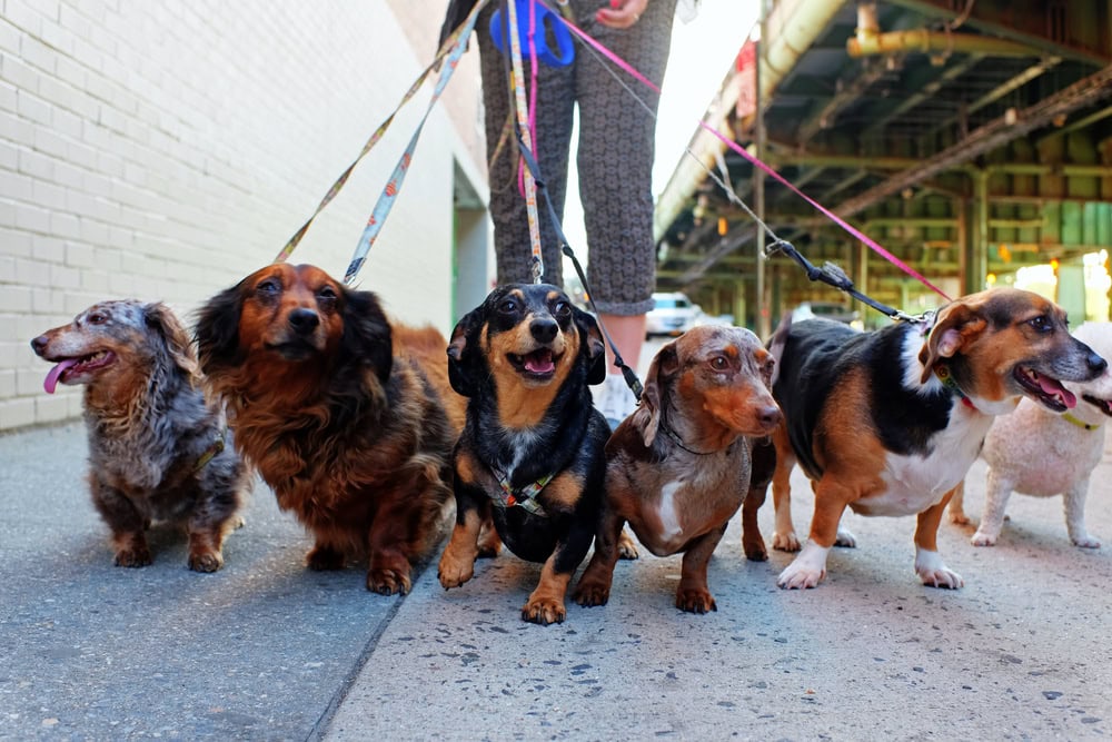 woman walking a pack of dogs on the pavement