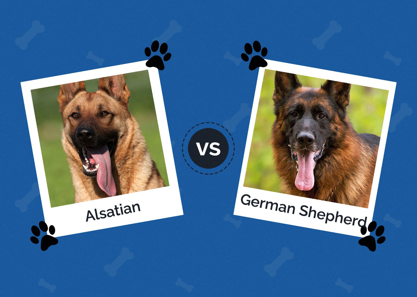 Alsatian vs German Shepherd