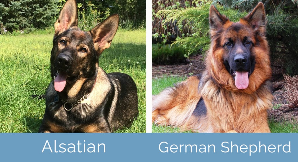 Alsatian vs. German Shepherd Dogs What s the Difference Hepper