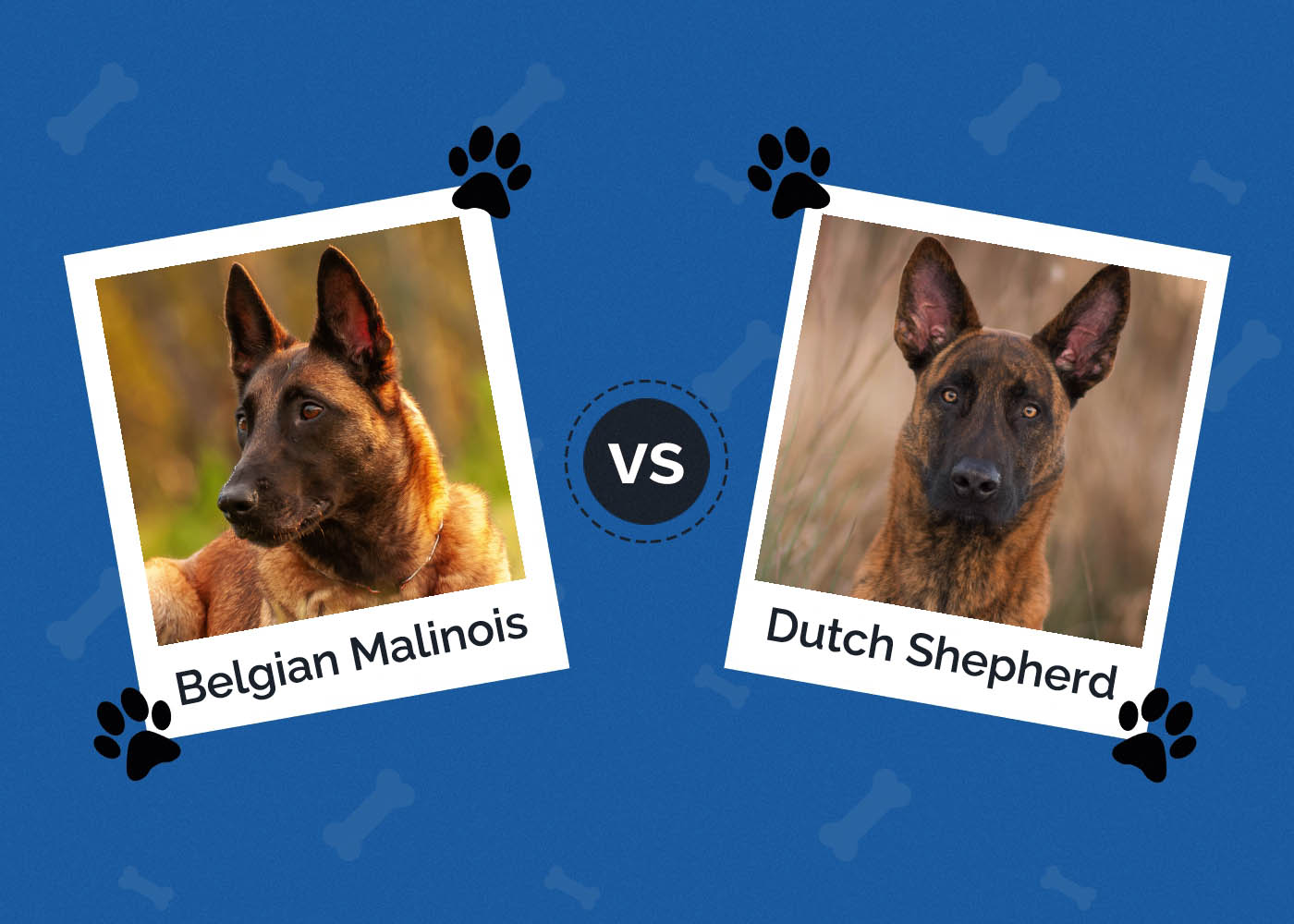 Belgian Malinois vs Dutch Shepherd