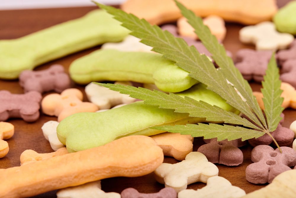 Bone shaped CBD dog treat