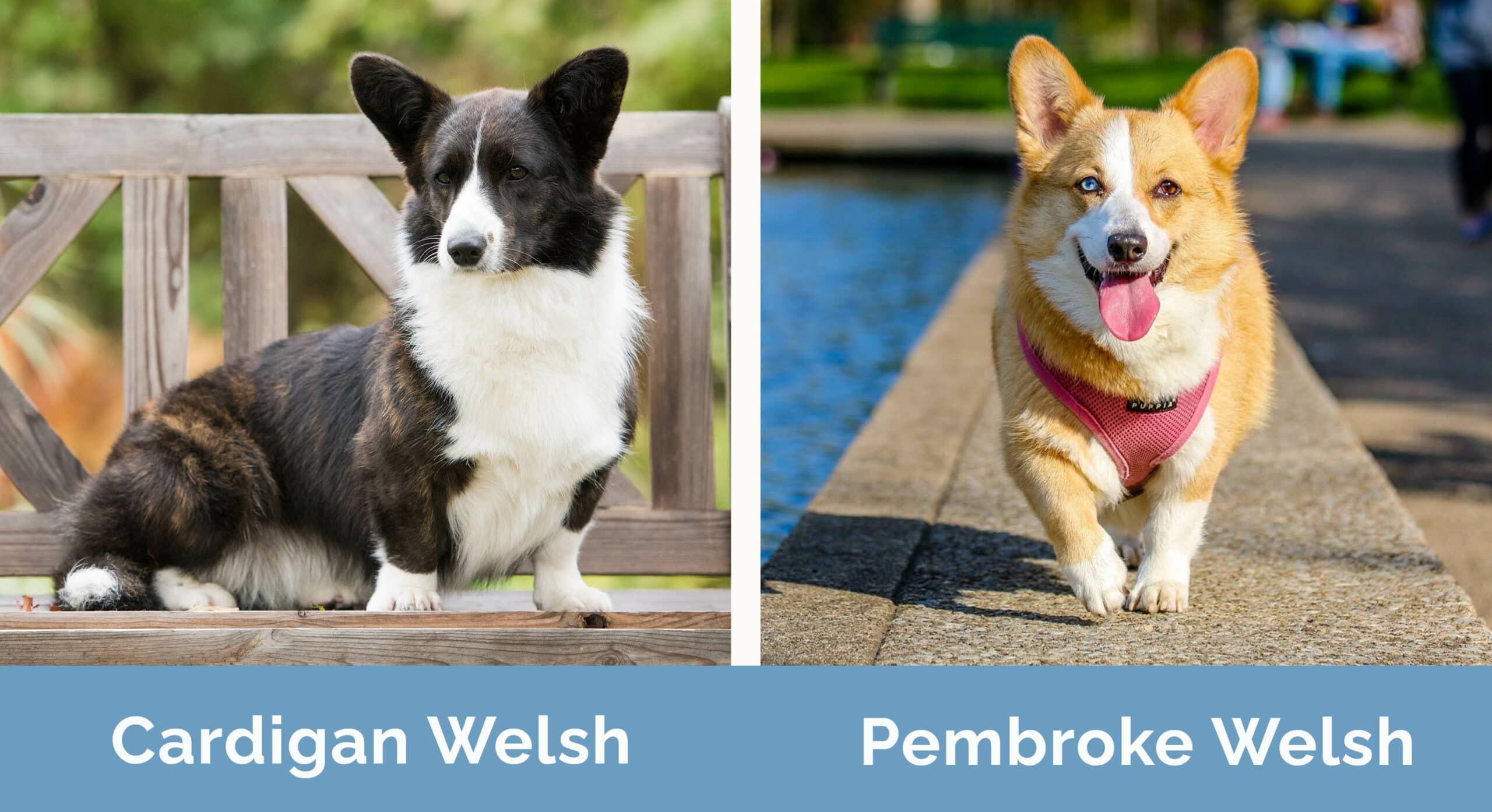 Cardigan Welsh vs Pembroke Welsh Corgi: What’s the Difference? (With ...