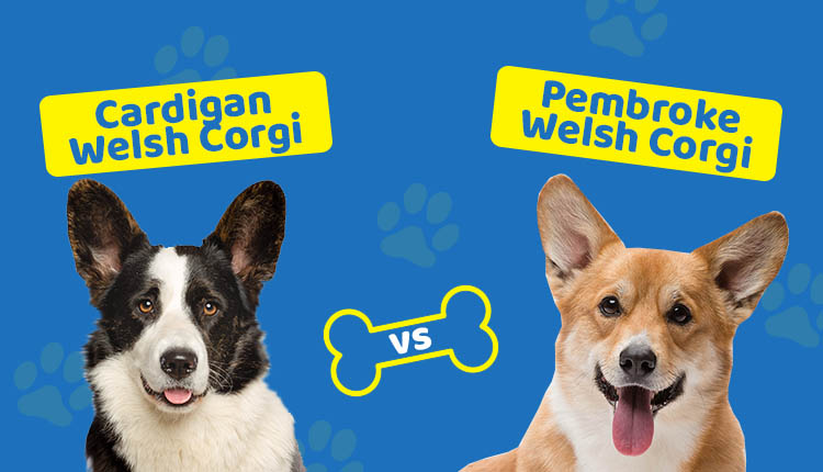 Cardigan Welsh Corgi vs Pembroke Welsh Corgi