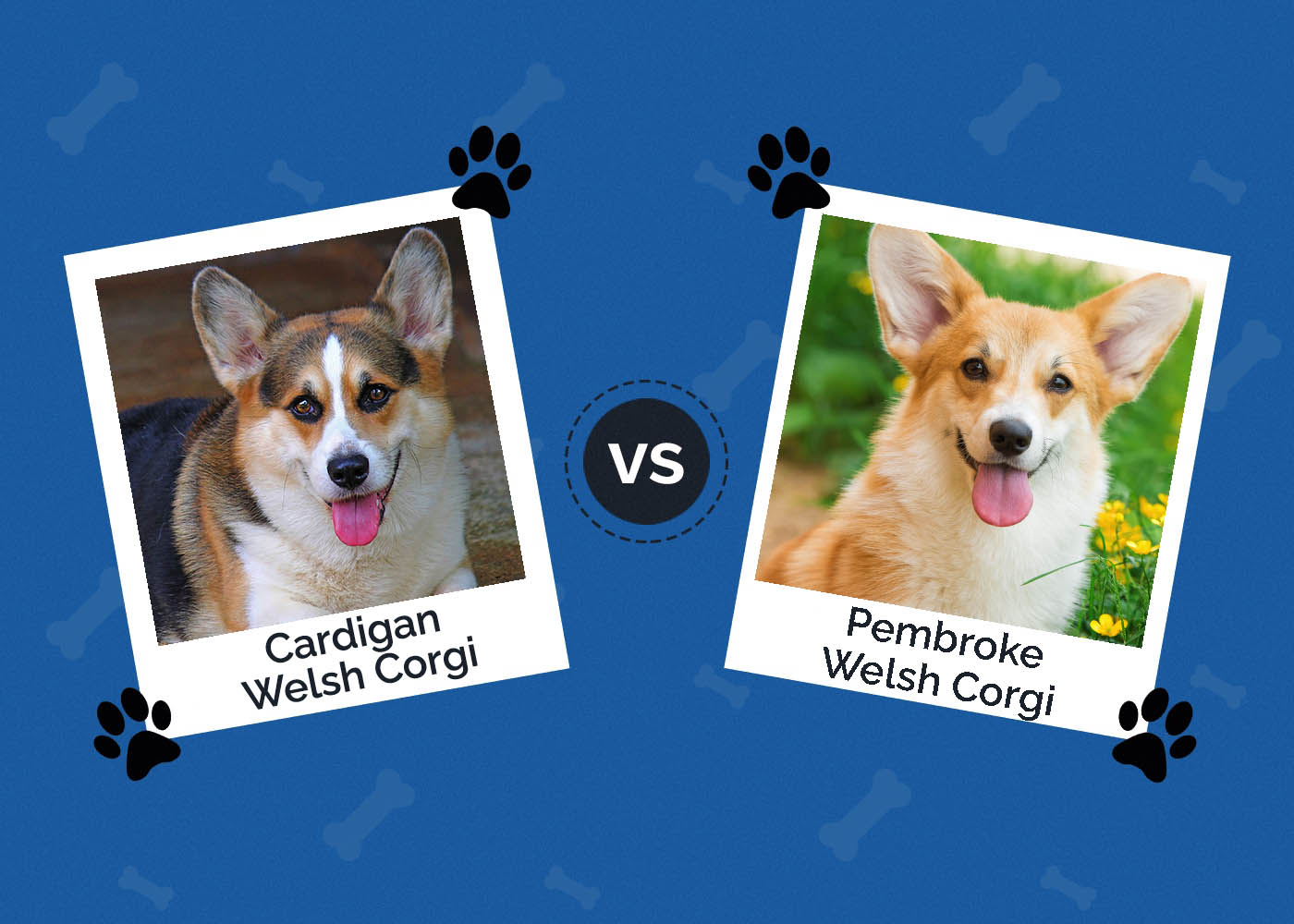 Cardigan vs Pembroke Welsh Corgi