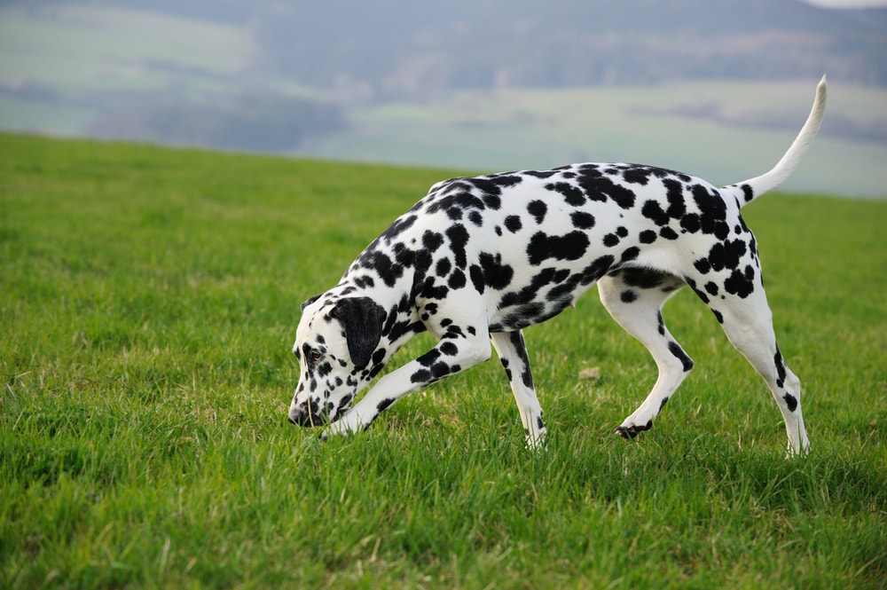 A dog sniffing a scent