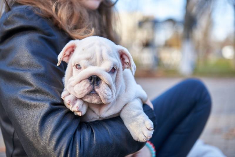 English Bulldog puppy cuddling with its owner