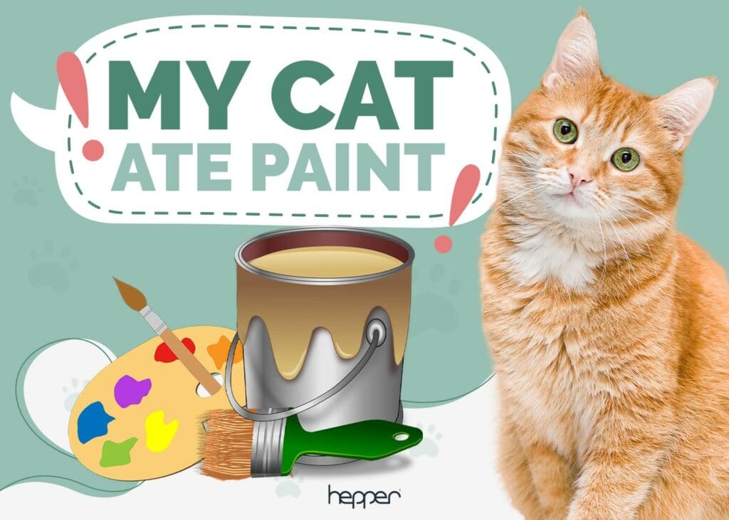 My Cat Ate Paint! What Should I Do Now