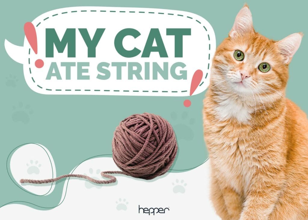 My Cat Ate String but Is Acting Normal, What Should I Do