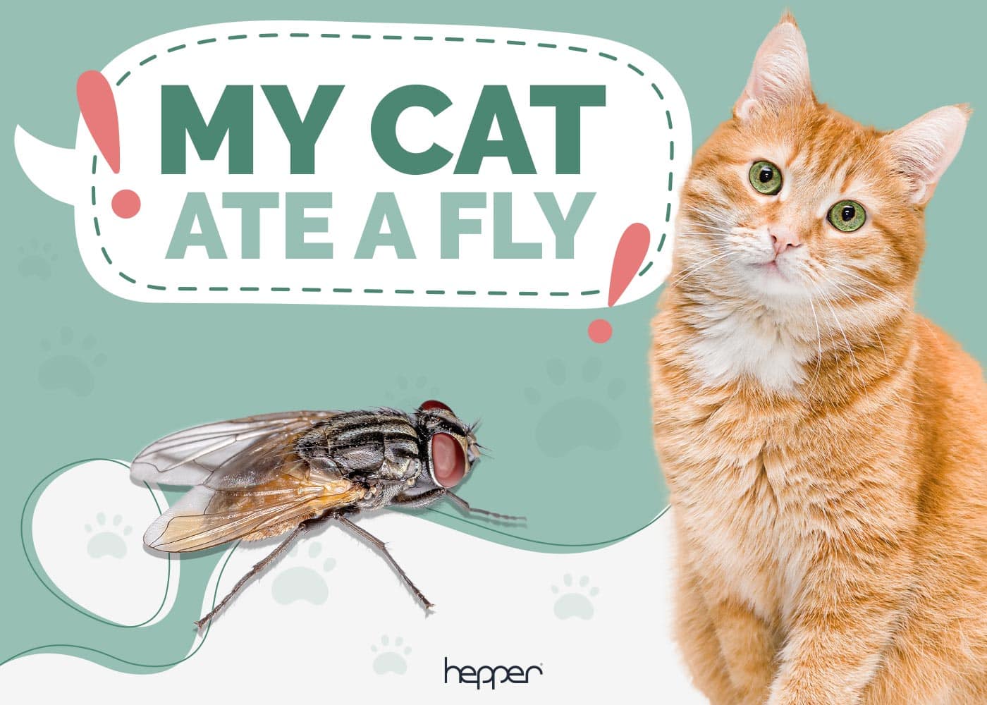 My Cat Ate a Fly, What Should I Do
