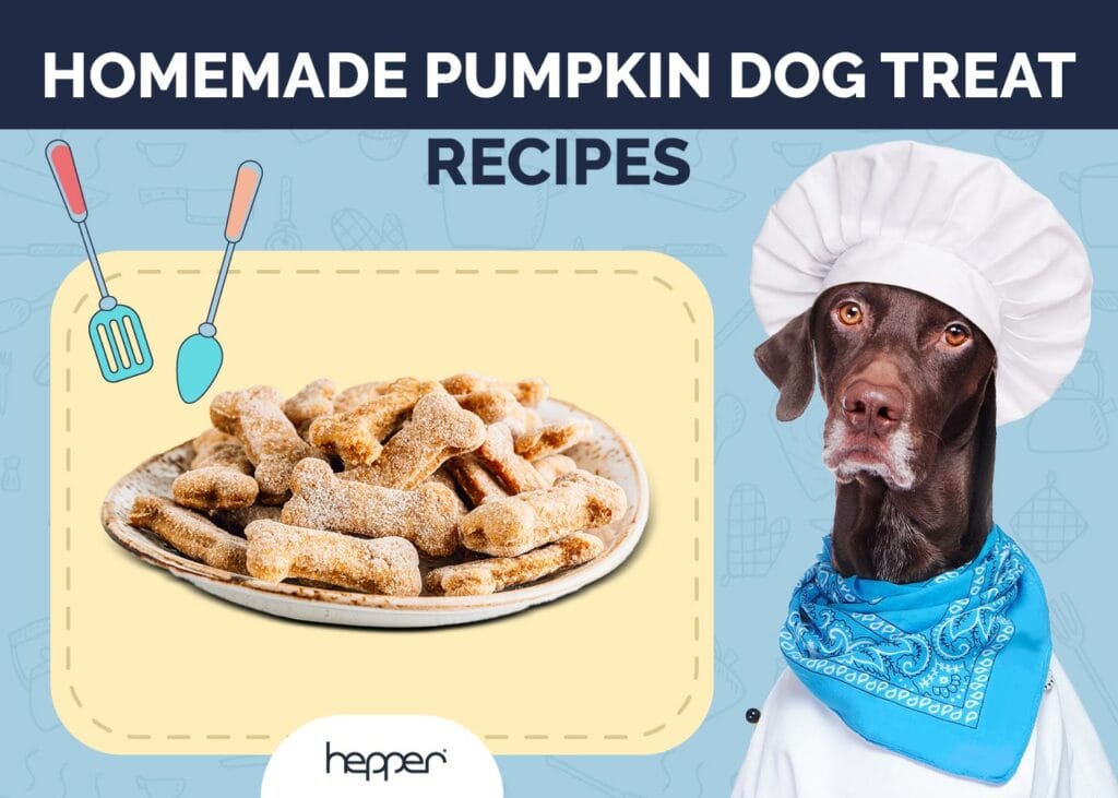Homemade Pumpkin Dog Treat Recipes