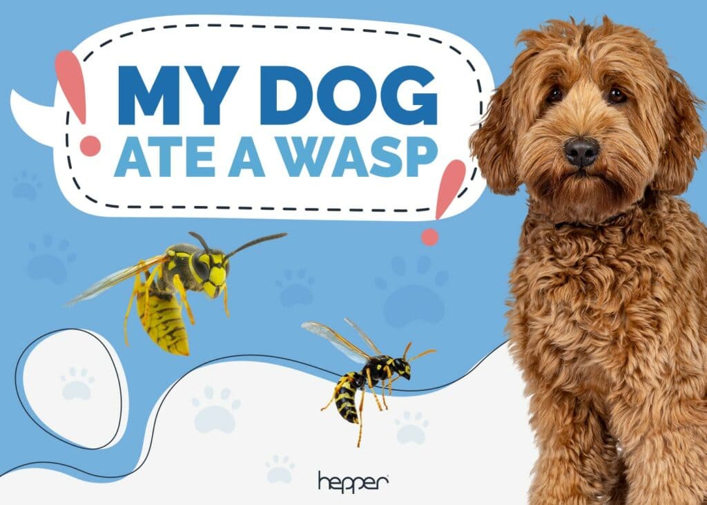 My Dog Ate a Wasp
