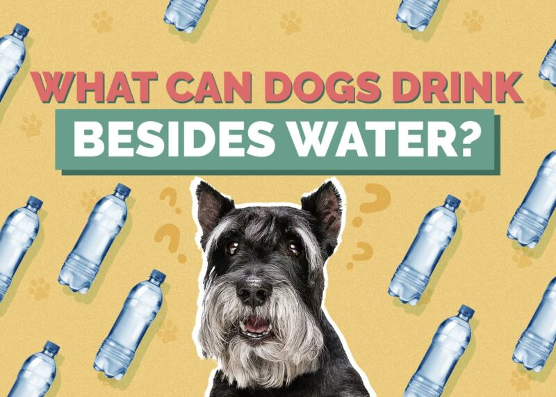 Hepper_ What Can Dogs Drink_Besides Water