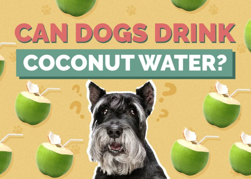 Hepper_Can Dogs Drink_Coconut Water