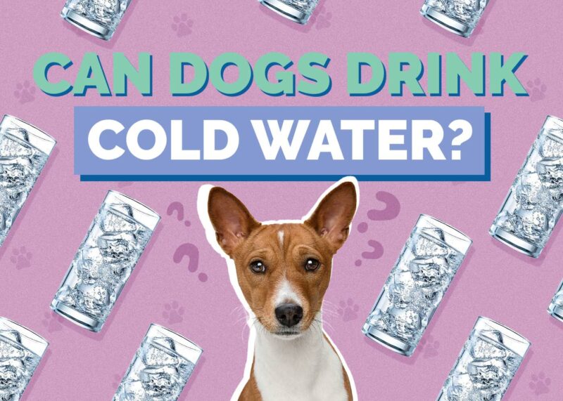 Hepper_Can Dogs Drink_Cold Water