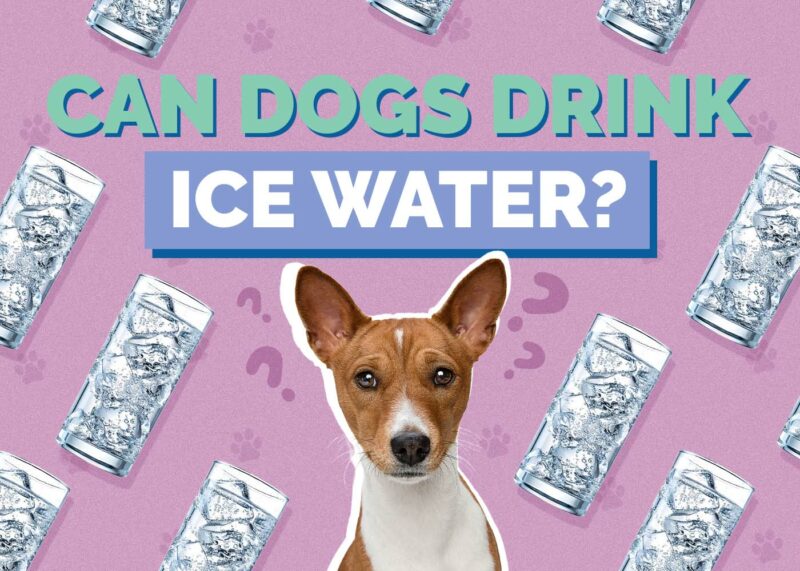 Hepper_Can Dogs Drink_Ice Water