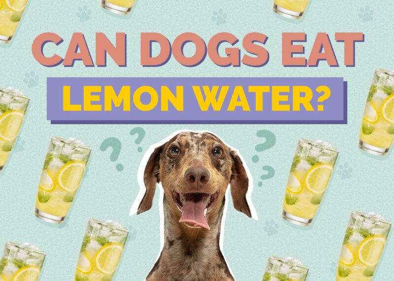 Hepper_Can Dogs Drink_Lemon Water