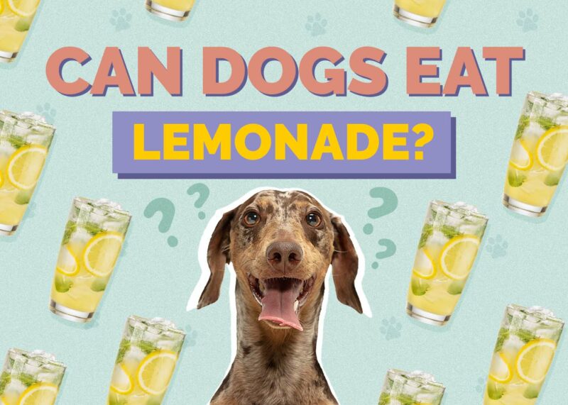Hepper_Can Dogs Drink_Lemonade
