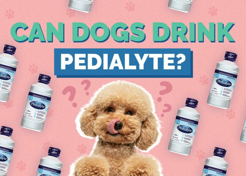 Hepper_Can Dogs Drink_Pedialyte