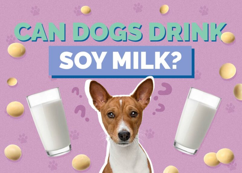 Hepper_Can Dogs Drink_Soy Milk